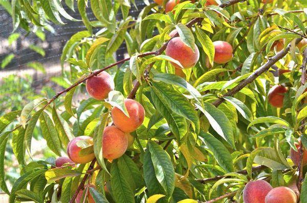 กิ่งที่มีลูกพีช