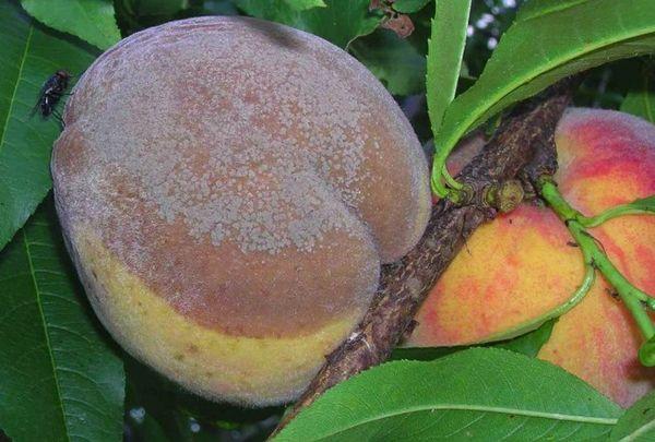 ผลไม้เน่า