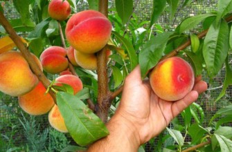 ลักษณะเฉพาะของเรดเฮเวน