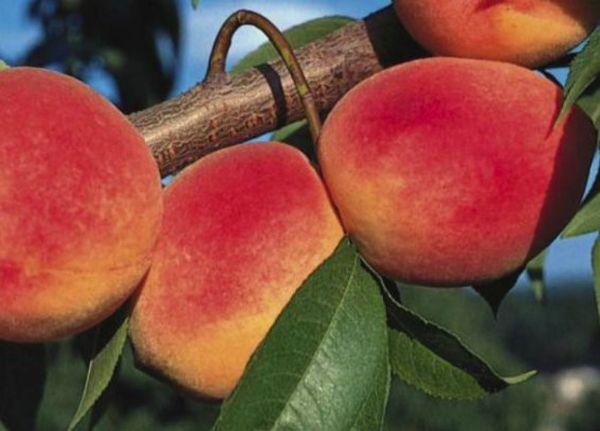 พีชในความทรงจำของเชฟเชนโก