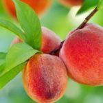 กิ่งที่มีลูกพีช