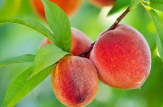 กิ่งที่มีลูกพีช