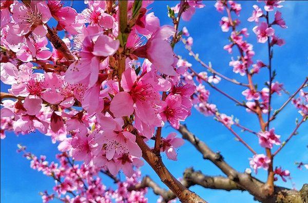 fleurs de pêcher