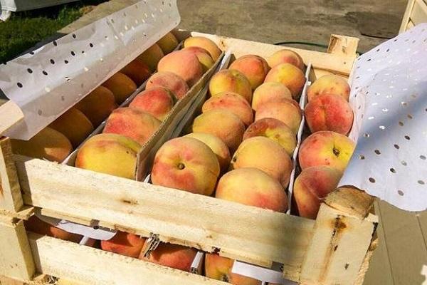 บรรจุในกล่อง