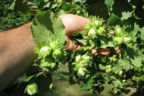 ต้นเฮเซลนัท