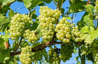 องุ่นขาว