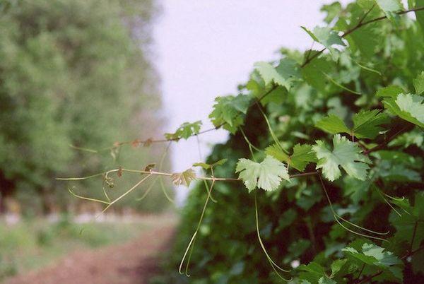 การปลูกองุ่น