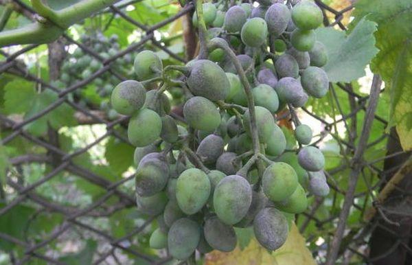 โรคองุ่น