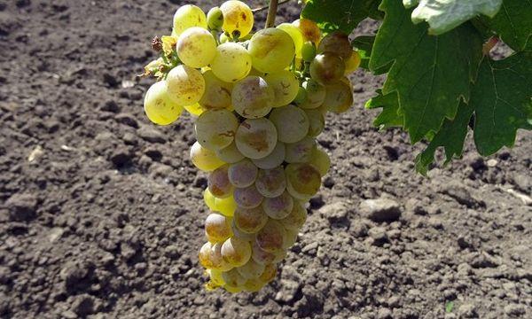 องุ่นดอลกีย์