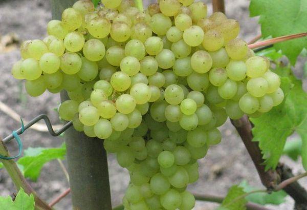 องุ่นคิชมิช