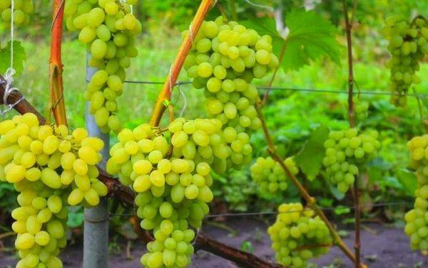 องุ่นออกัสติน