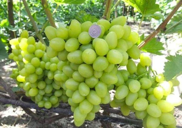 องุ่นอาร์คาเดีย