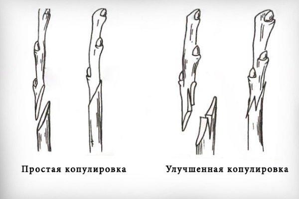 การเลือกต้นตอสำหรับการเสียบยอดเชอร์รี่และกฎการแตกตาสำหรับผู้เริ่มต้น