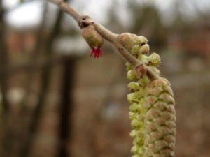 สาเหตุที่เฮเซลนัทไม่ติดผลในสวนและวิธีแก้ไขปัญหา