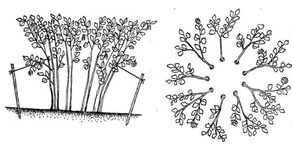 Taille de rajeunissement