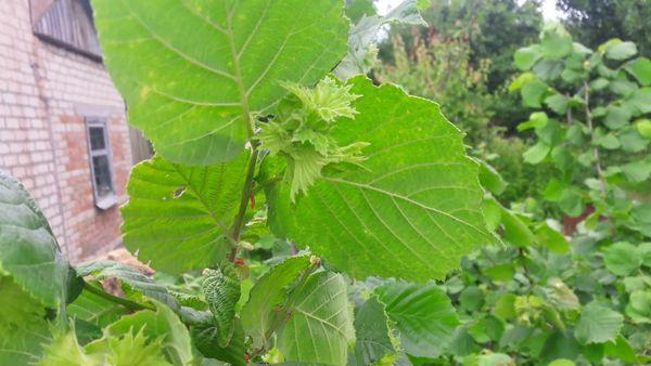 feuilles de noisetier