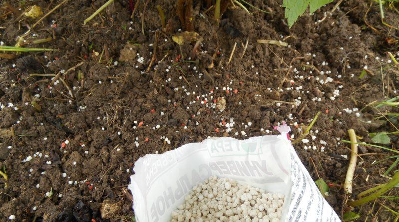 การใส่ปุ๋ยลูกเกด