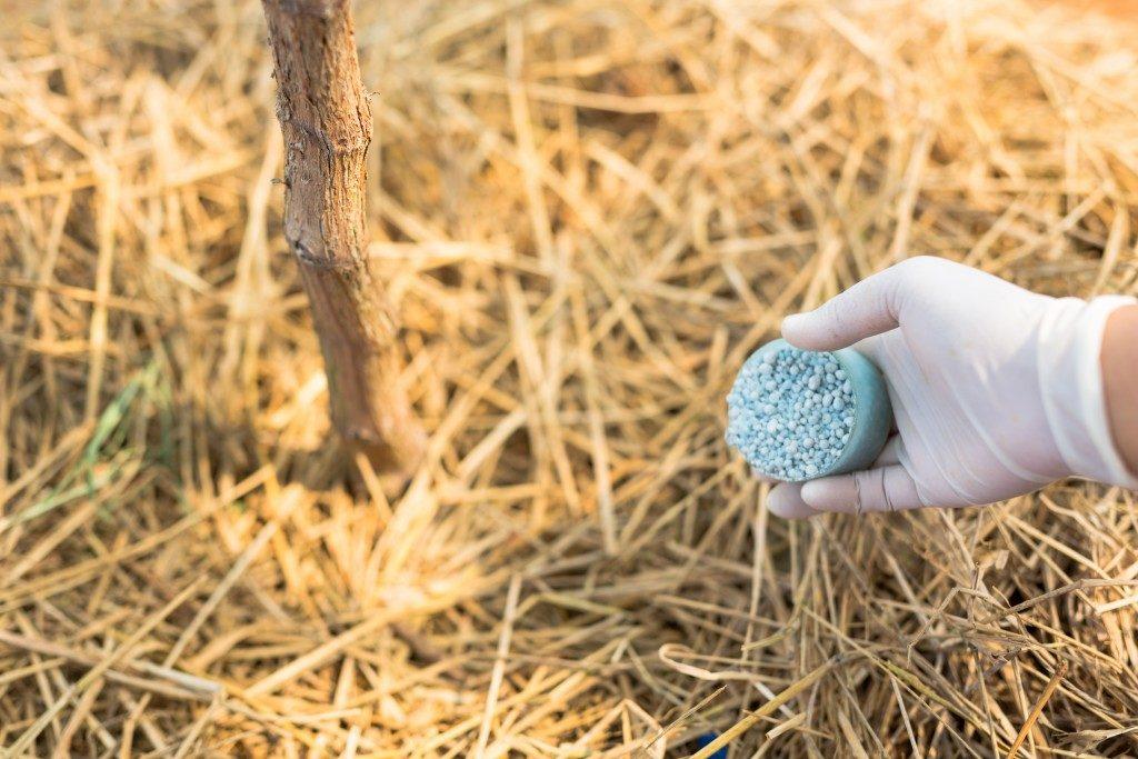 การดูแลองุ่น