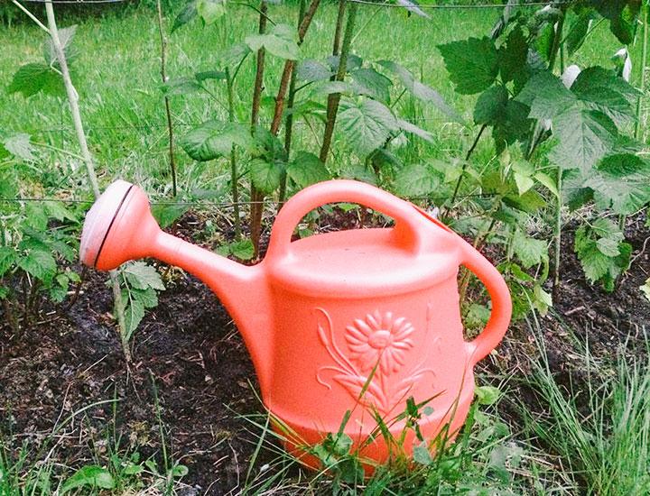 arroser les framboises
