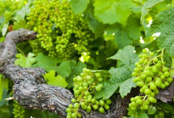 การปลูกองุ่น