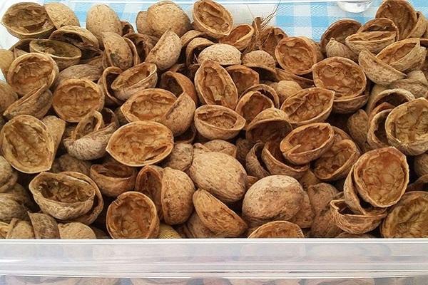 เปลือกหอยได้ถูกเก็บรวบรวมไว้แล้ว