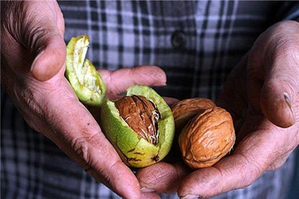 ถั่วเขียว