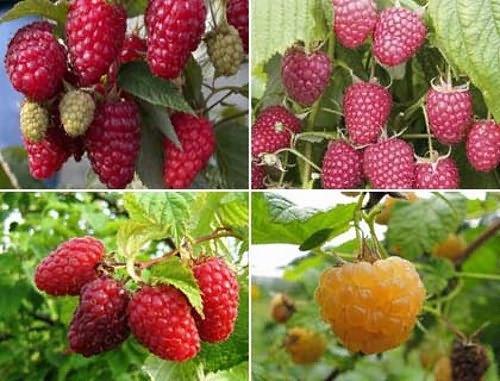 les meilleures variétés de framboises