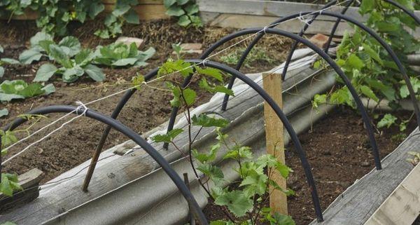 องุ่นในสวน