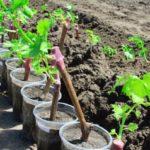 ต้นกล้าไม้