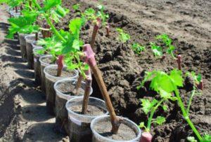 วิธีปลูกองุ่นแบบทีละขั้นตอน พร้อมคำอธิบายขั้นตอนและการดูแล