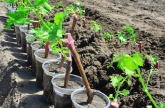 ต้นกล้าไม้