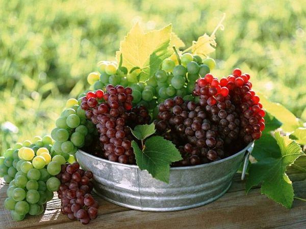 การเก็บเกี่ยวองุ่น