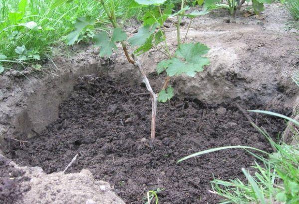 สถานที่บนไซต์