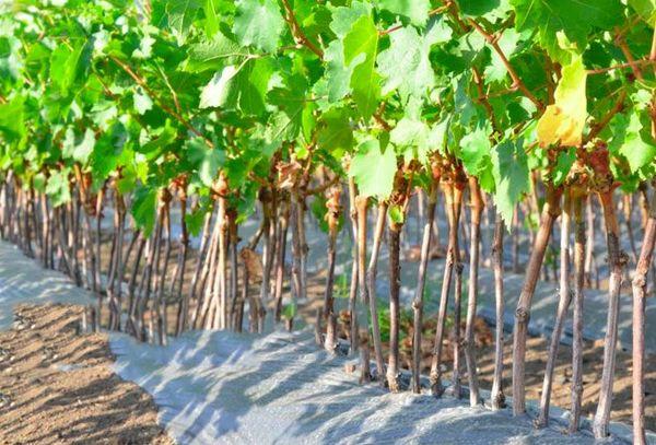 ต้นกล้าในสวน