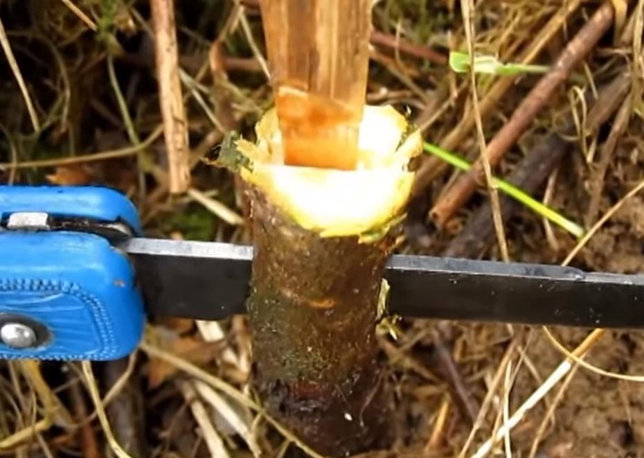 การเสียบยอดพีช