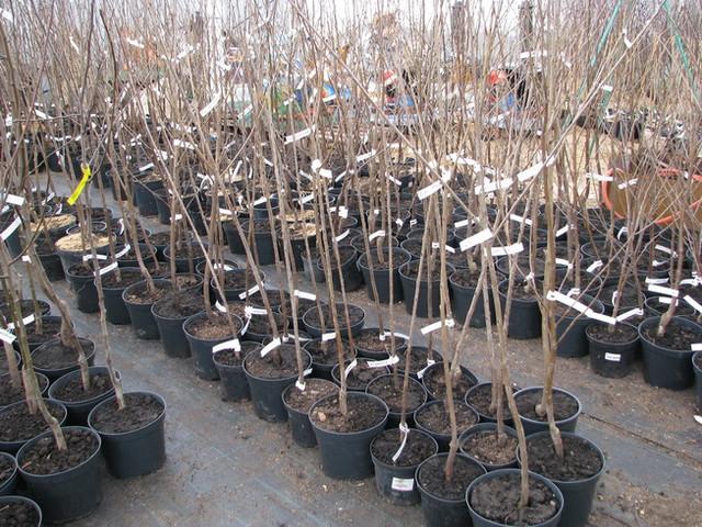 ต้นกล้าเชอร์รี่