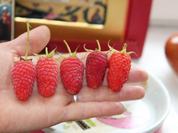 Le petit cheval bossu