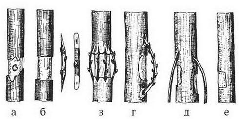 การมีเพศสัมพันธ์กับสะพาน
