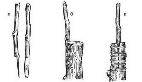 การร่วมเพศในร่องกึ่งแยก
