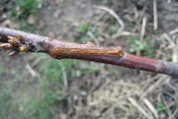 การต่อกิ่ง