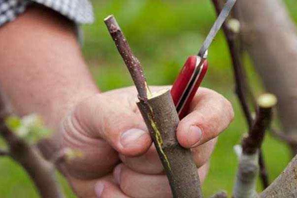 การต่อกิ่งวอลนัท