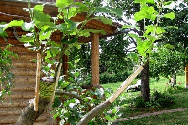 ลูกพีชในสวน