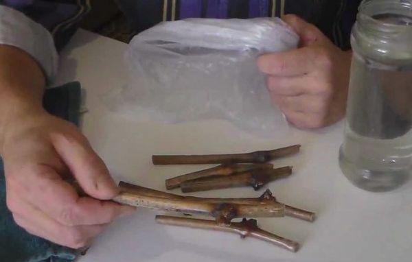 การตัดแต่งกิ่ง