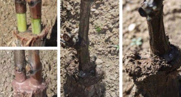 การต่อกิ่งองุ่นให้เป็นมาตรฐาน