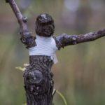 องุ่นต่อกิ่ง