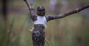 เวลาและคำแนะนำสำหรับวิธีที่ดีที่สุดในการต่อกิ่งองุ่นที่บ้าน