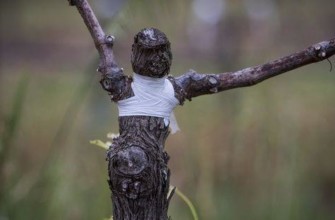 องุ่นต่อกิ่ง