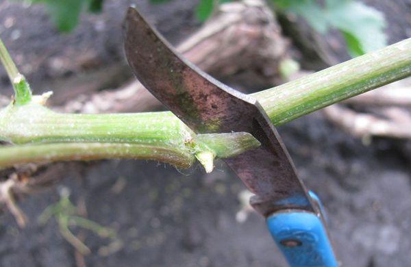 การต่อกิ่งแบบแยกซอก