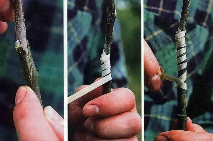 การต่อกิ่งตามปกติ