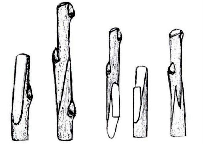 วิธีการต่อกิ่ง